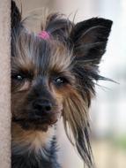 Yorkshire Terrier Dog Sweet