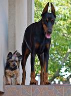 a big dog with a little dog in the yard