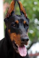 Doberman Head Dog
