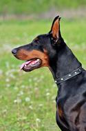 Doberman Dog Head