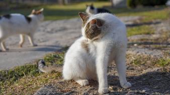 Cat Animal Pet