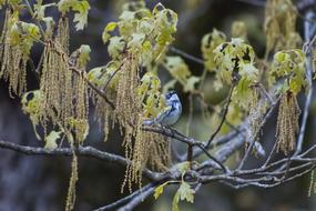 Bird Little