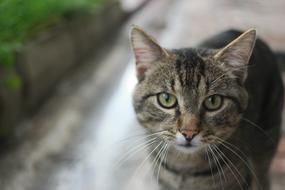 Alley Cat Only The Homeless