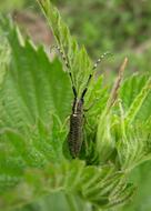 Bug Insect Beetle Longhorn
