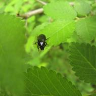 little beetle on the garden leaf