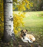 Summer Dog Meadow