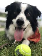 Dog with Tennis Ball