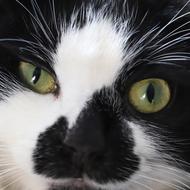 Macro Cat Tuxedo
