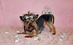 little dog with the crown