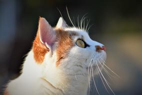 Cat Domestic Pet