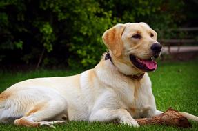 Yellow Lab Labrador Golden