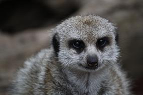 Meerkat Animal Nature