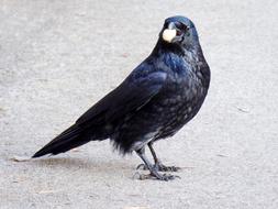 Animal World Bird Raven