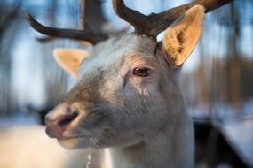 Hirsch Christmas Animal Close