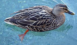 Duck Bird Animal