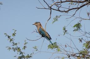 Indian Coracias Bird Roller