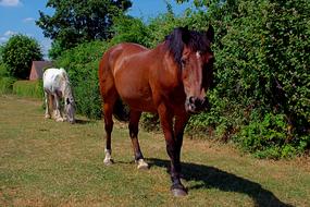 Horse Mammal Grass
