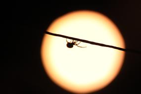 Spider Night Insect