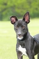 Dog Black Big
