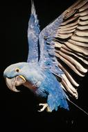 Bird Parrot Plumage