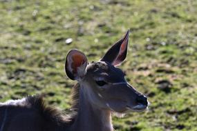 Zoo Deer Antelope