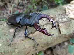 Roháč Beetle Insect Stag
