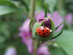 The Eastern Insect Bud