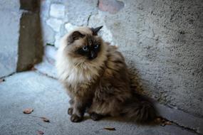 Cat Blue Eyes Pet