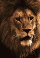 Lion Predator Animal
