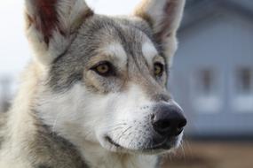Wolf Dog Pet