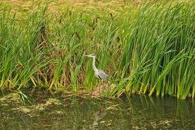 Animal Heron Bird