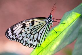 Butterfly Leaf Insect Animal