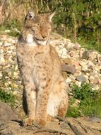 Big Cat Animal Zoo