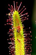 Drosera Insect Leaf