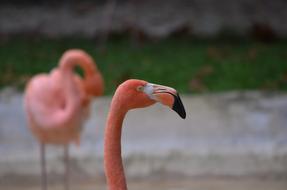 pink flamingos on a walk