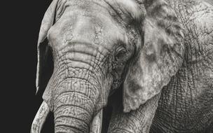 Elephant Close Up Black And White