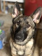 German Shepherd Dog Pet