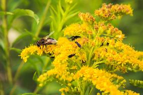 Insect Yellow Flowers Elder