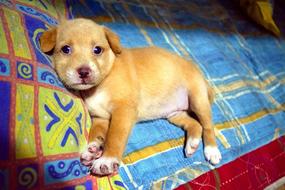 Puppy Dog Animal