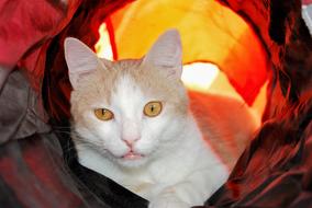 Cat Eyes Light