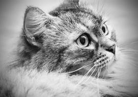 Cat Wild Animal