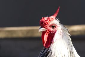 Chicken Chickens Comb