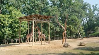 Giraffe The Zoo Garden