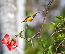 Olive-Backed Sunbird