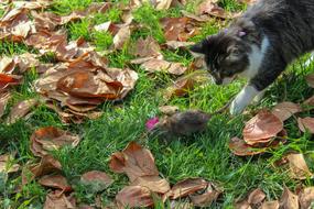 Cat Pet Hunting