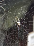 Spider Cobweb