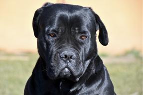 Dog Cane Corso Thinking