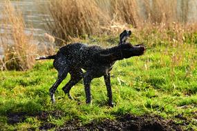 Dog Domestic Pet
