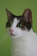 Cats Adoption Cat