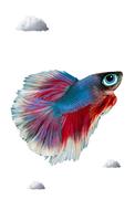 fish funny smart clouds colourful